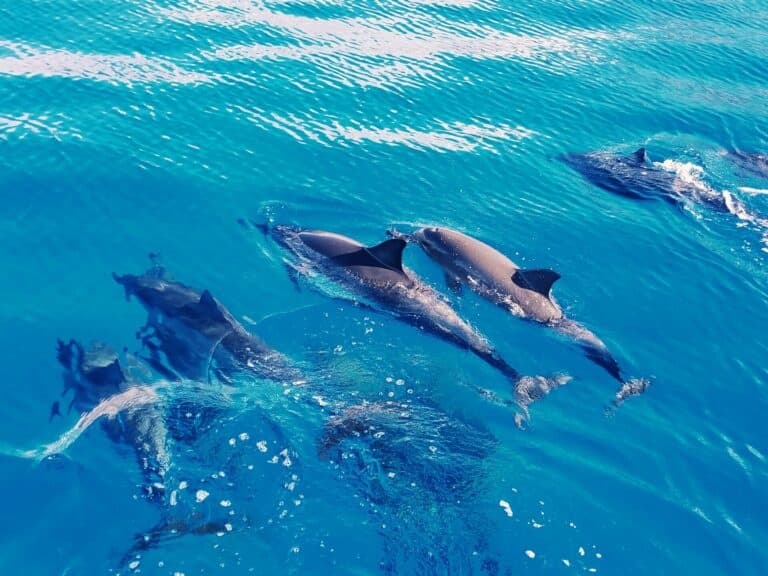 AʻO HAWAIʻI - Swim with Dolphin