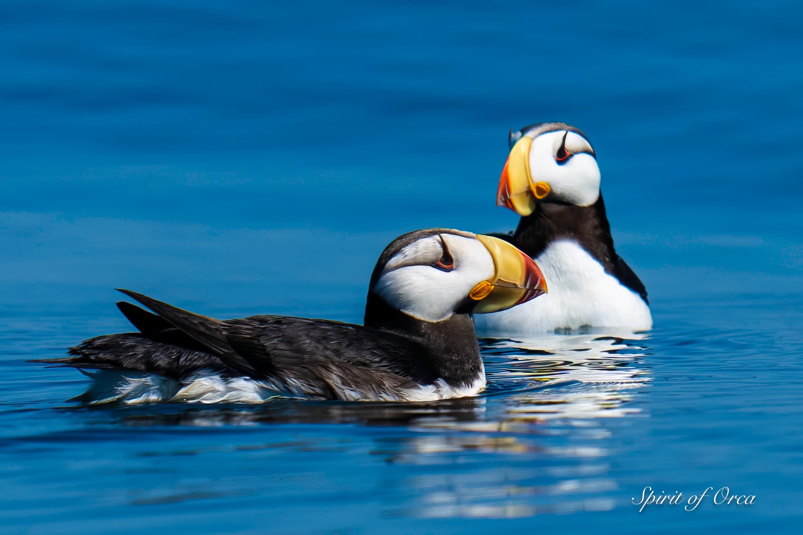 Private Party Birding Tour for 1 to 6 people