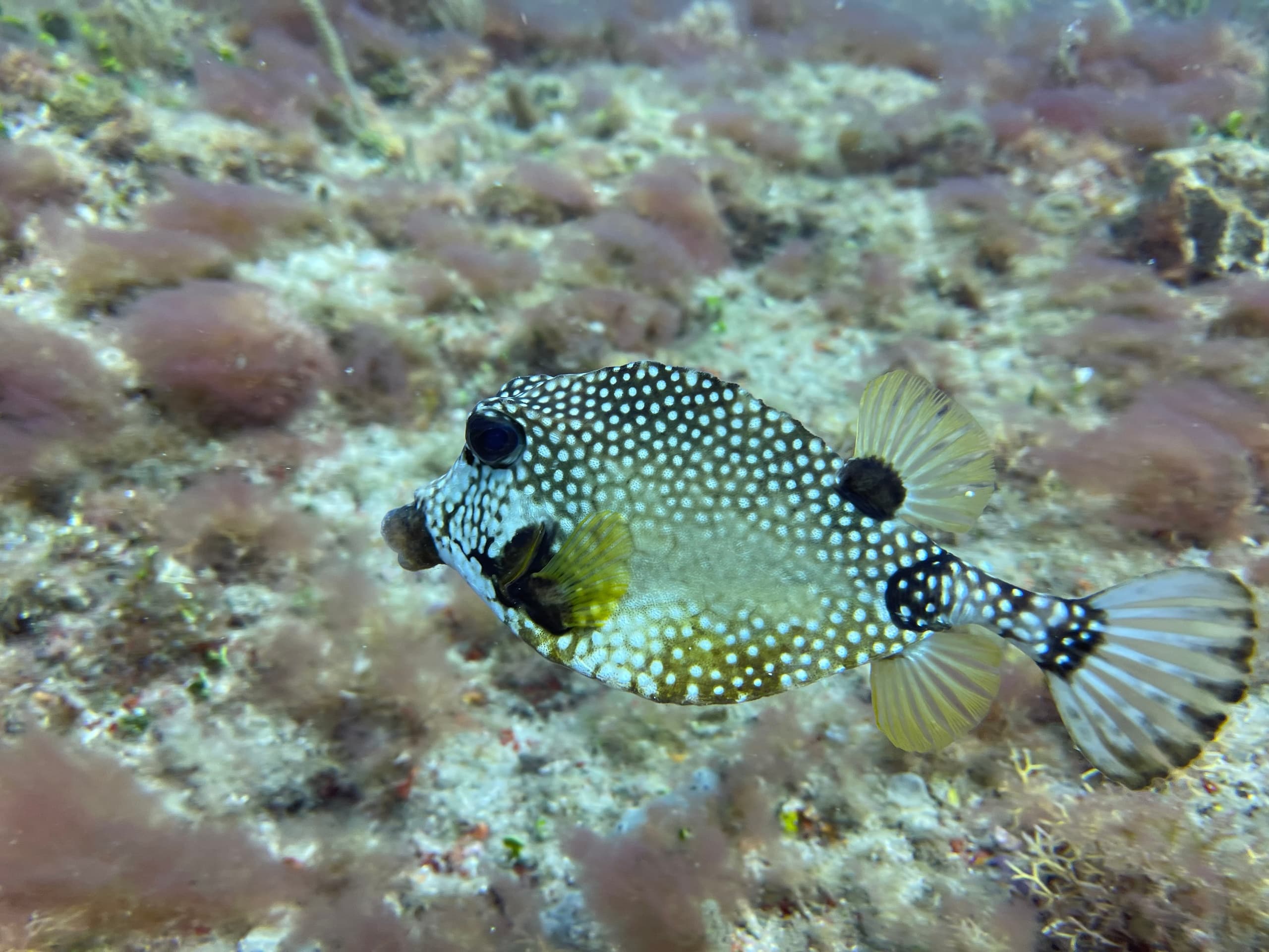 Morning Dive Trips