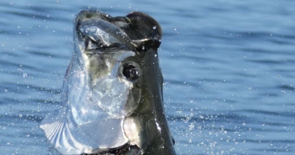 Fishing: Full Day!