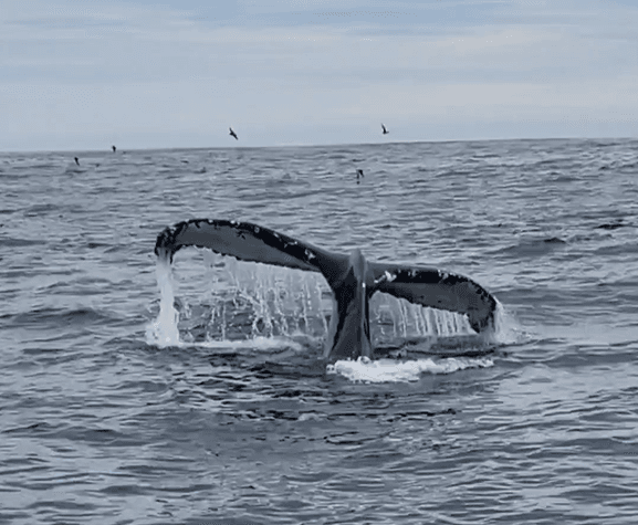 Dingle Boat Tours RIB Wildlife Adventure Private