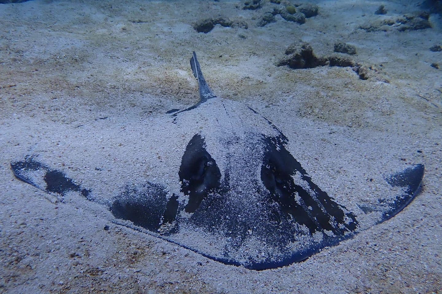 3 Trips | 6 Dives Package