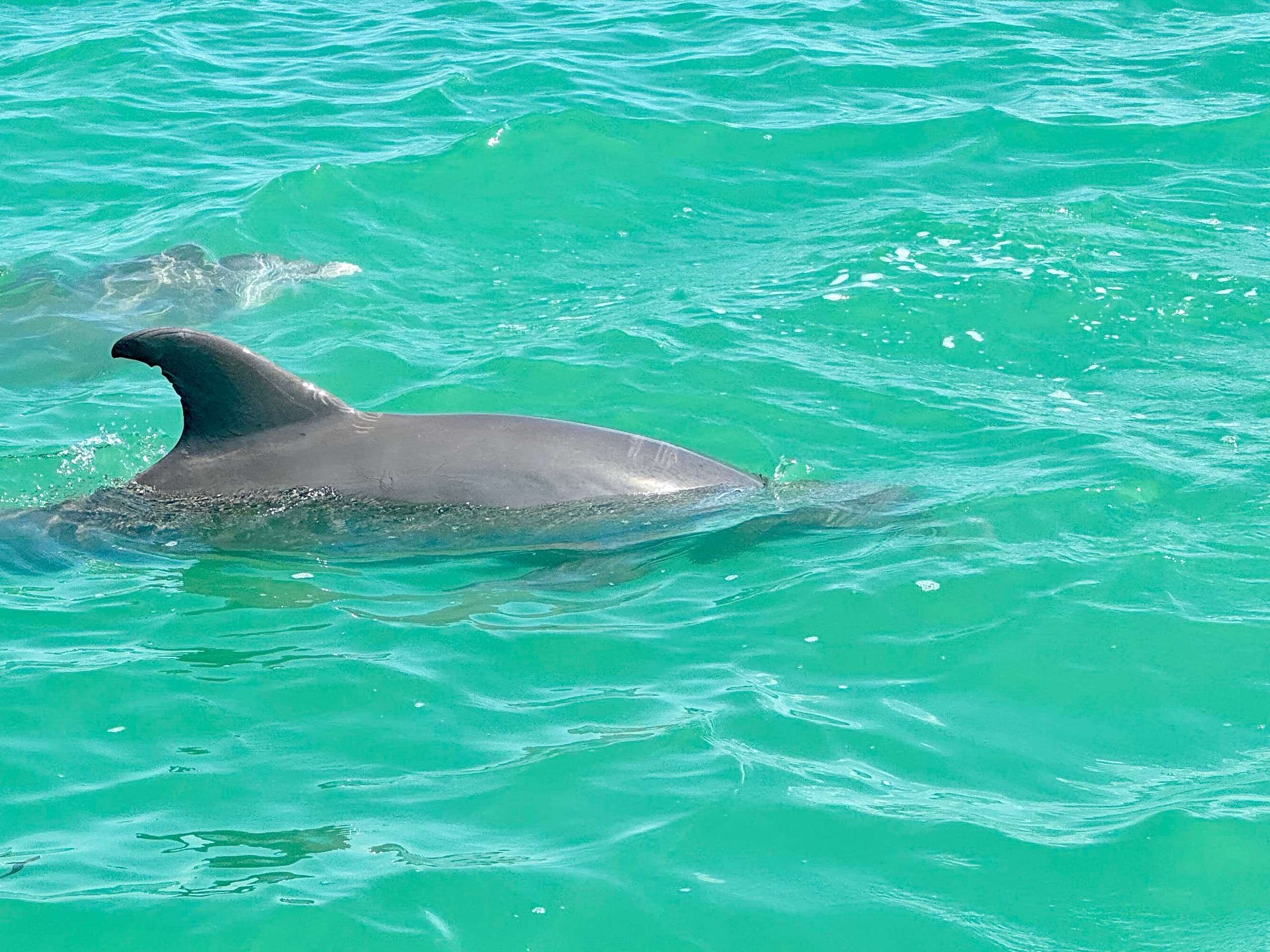 Eco Tour in the Florida Keys
