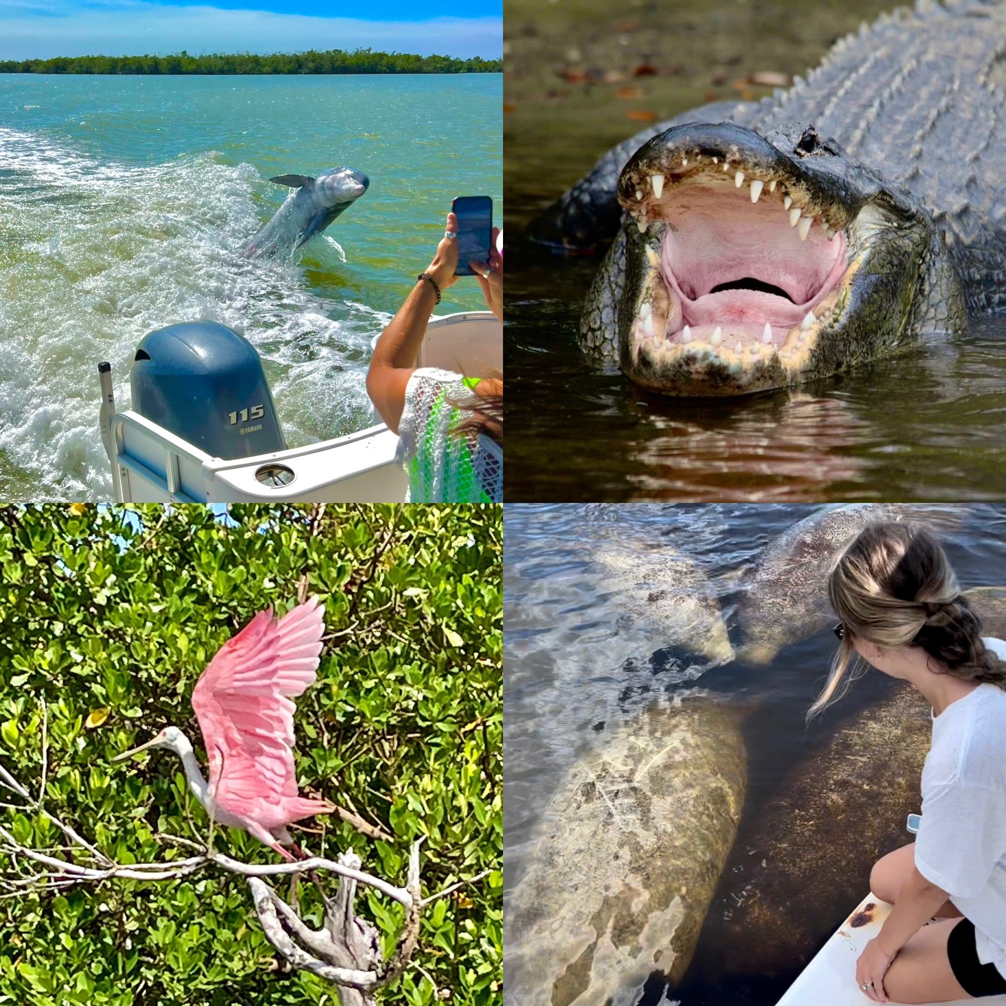 Manatee, Dolphin and 10,000 Islands Beach Eco-Tour - Private Party