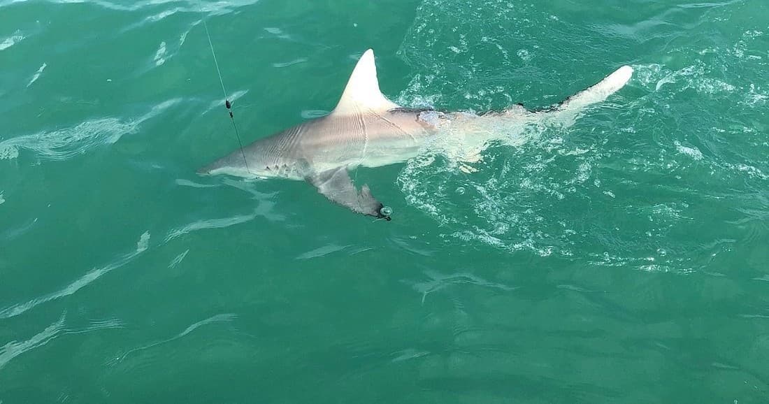Three Hour Shark Hunt