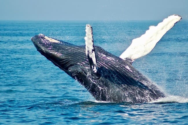 Private Whale Watch Charter
