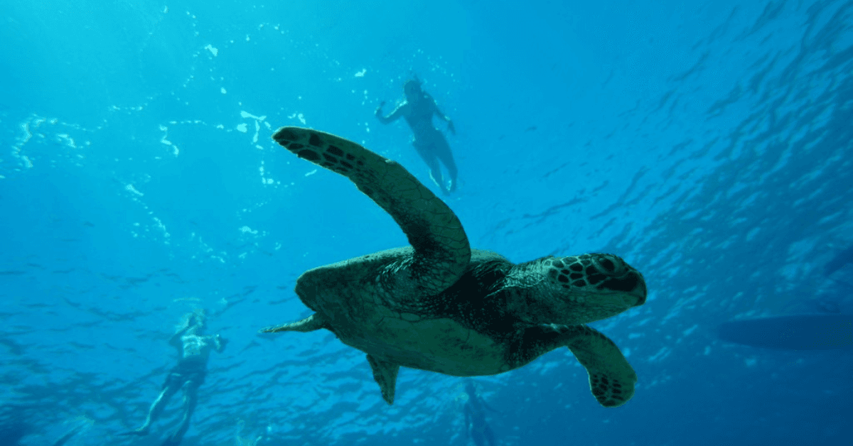 Waikiki Turtle Canyon Snorkel