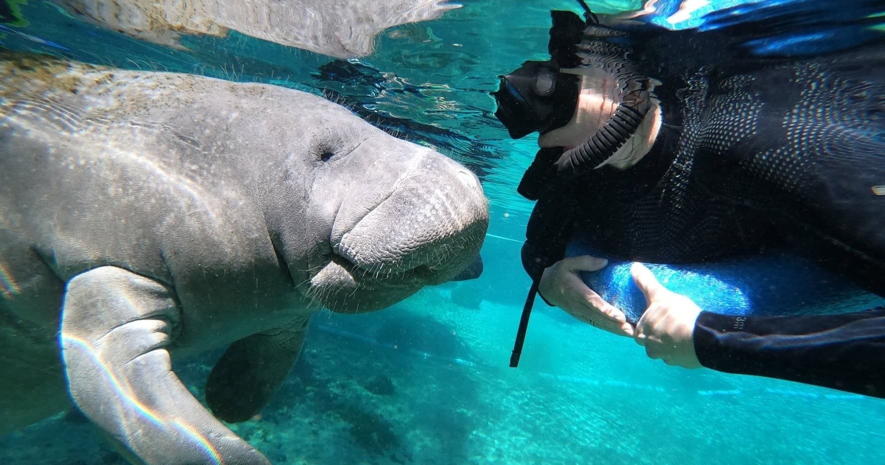 Sunset Manatee Encounter