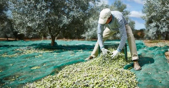 Olive Oil Experience