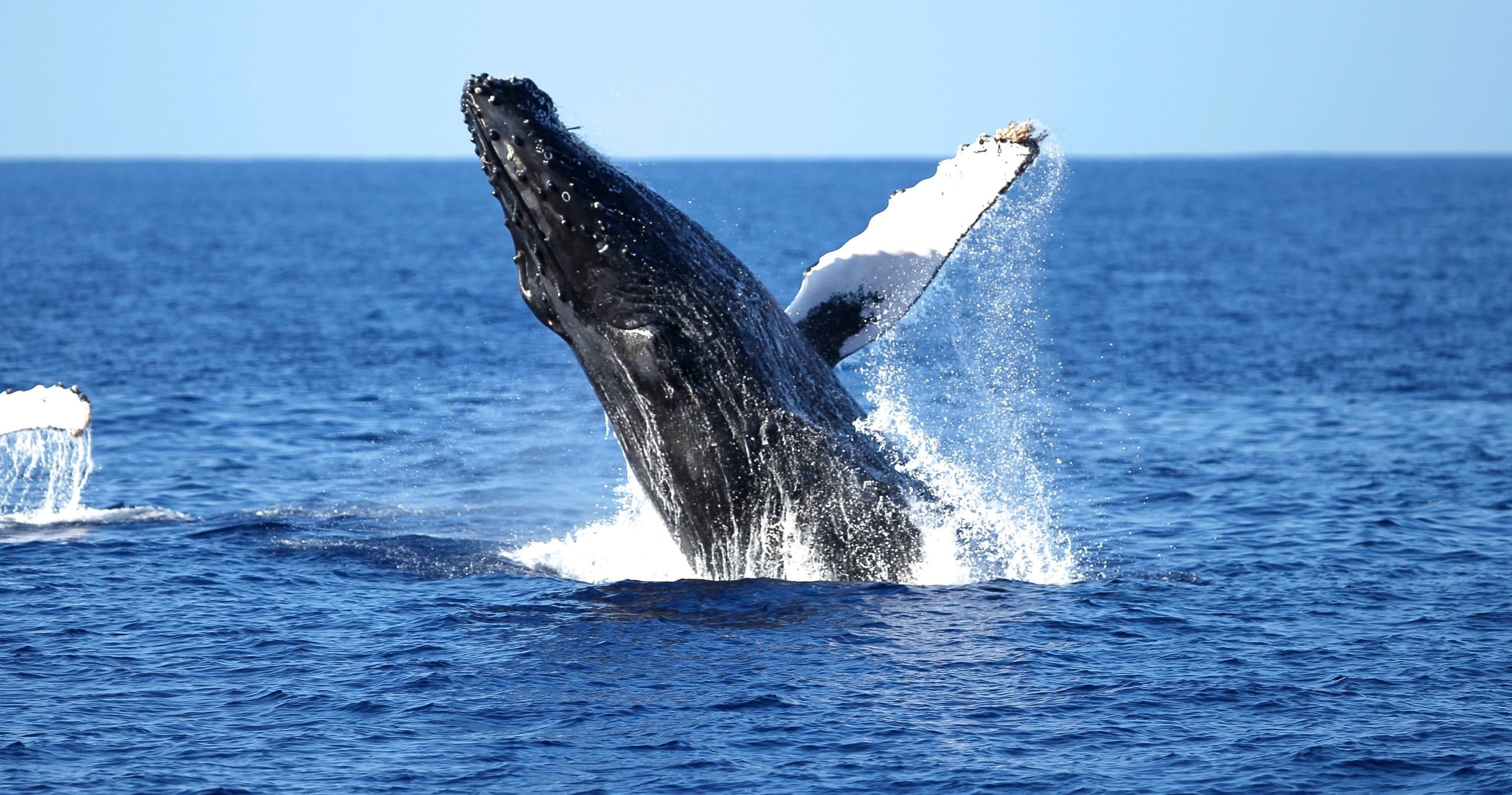 Whales and You