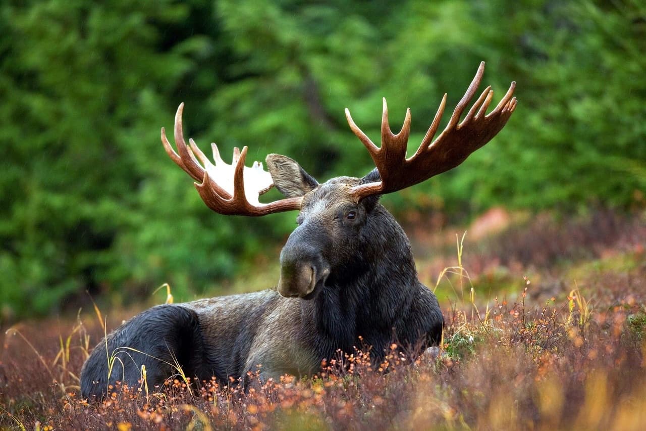 Grand Teton: Private Sunset Tour