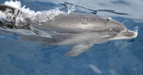 Jetski Dolphin Tour-Bear Point