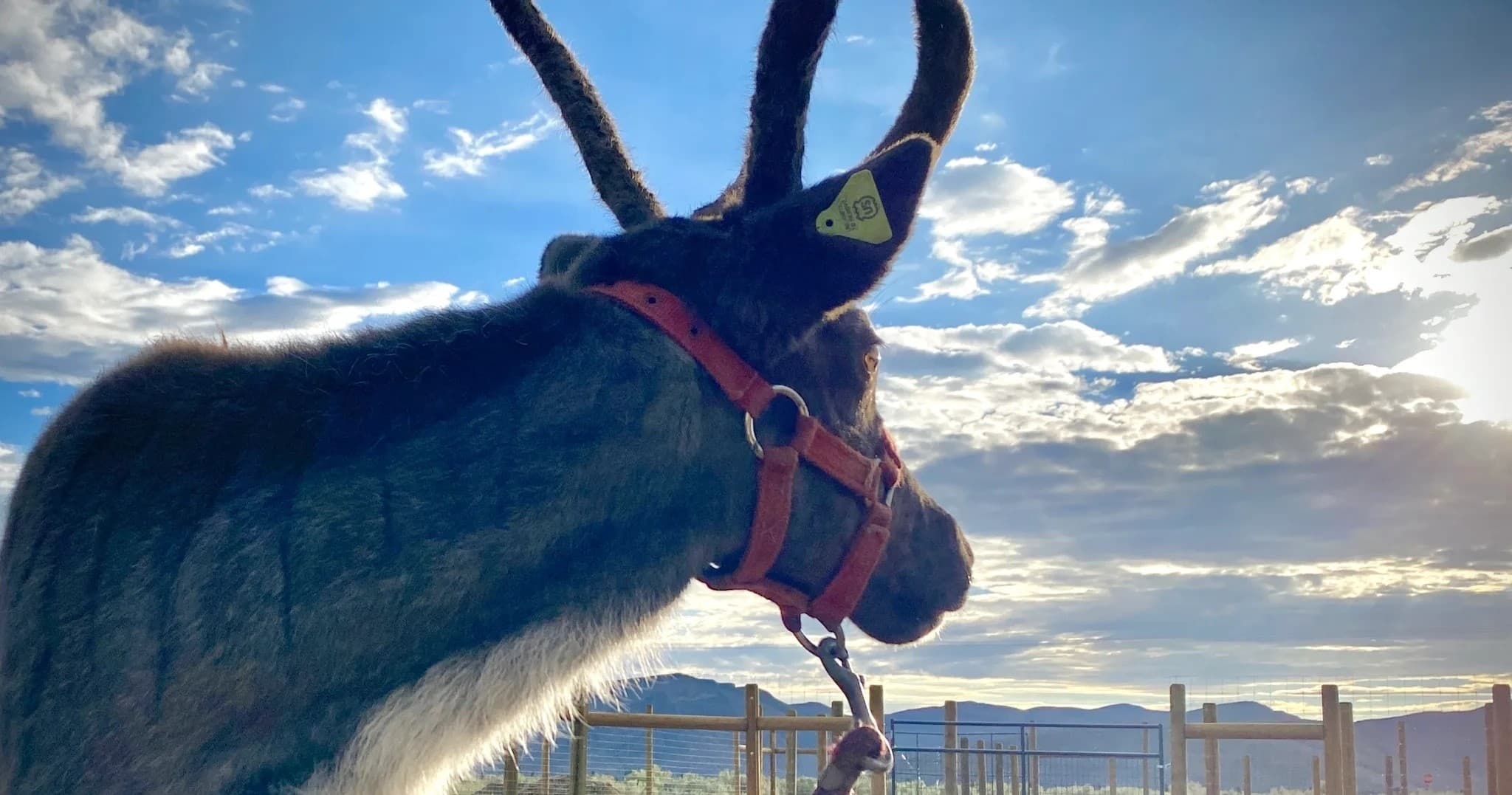 Reindeer Experience