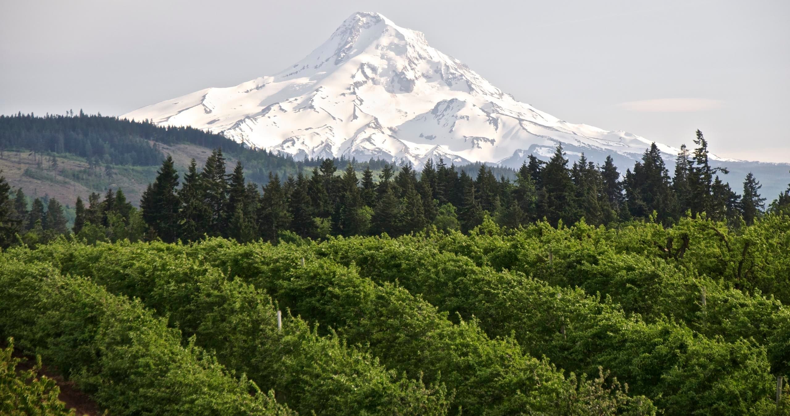 Boutique Wineries of the Hood River Valley