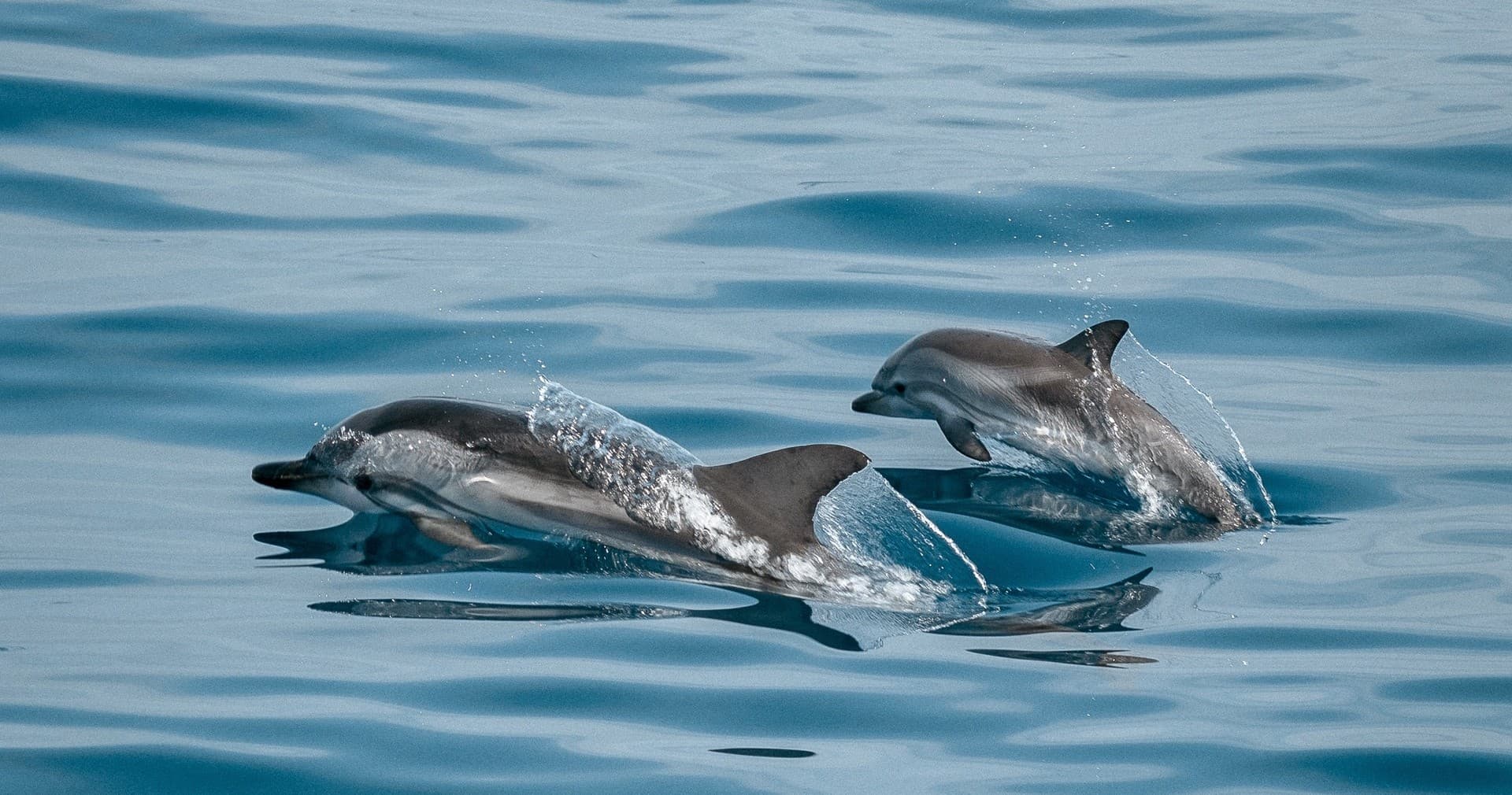 Dolphin Tour
