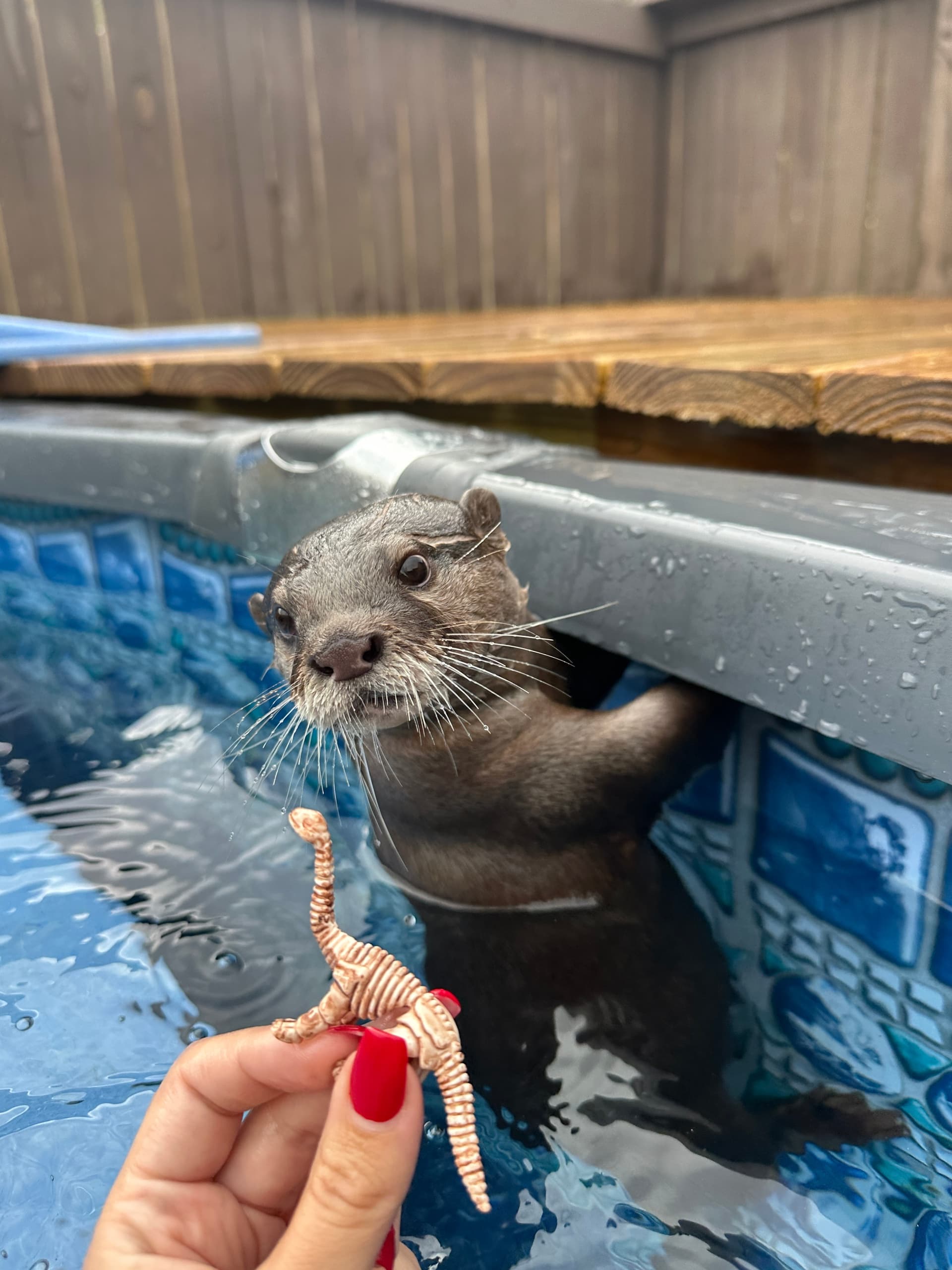Wild Discovery + Otters