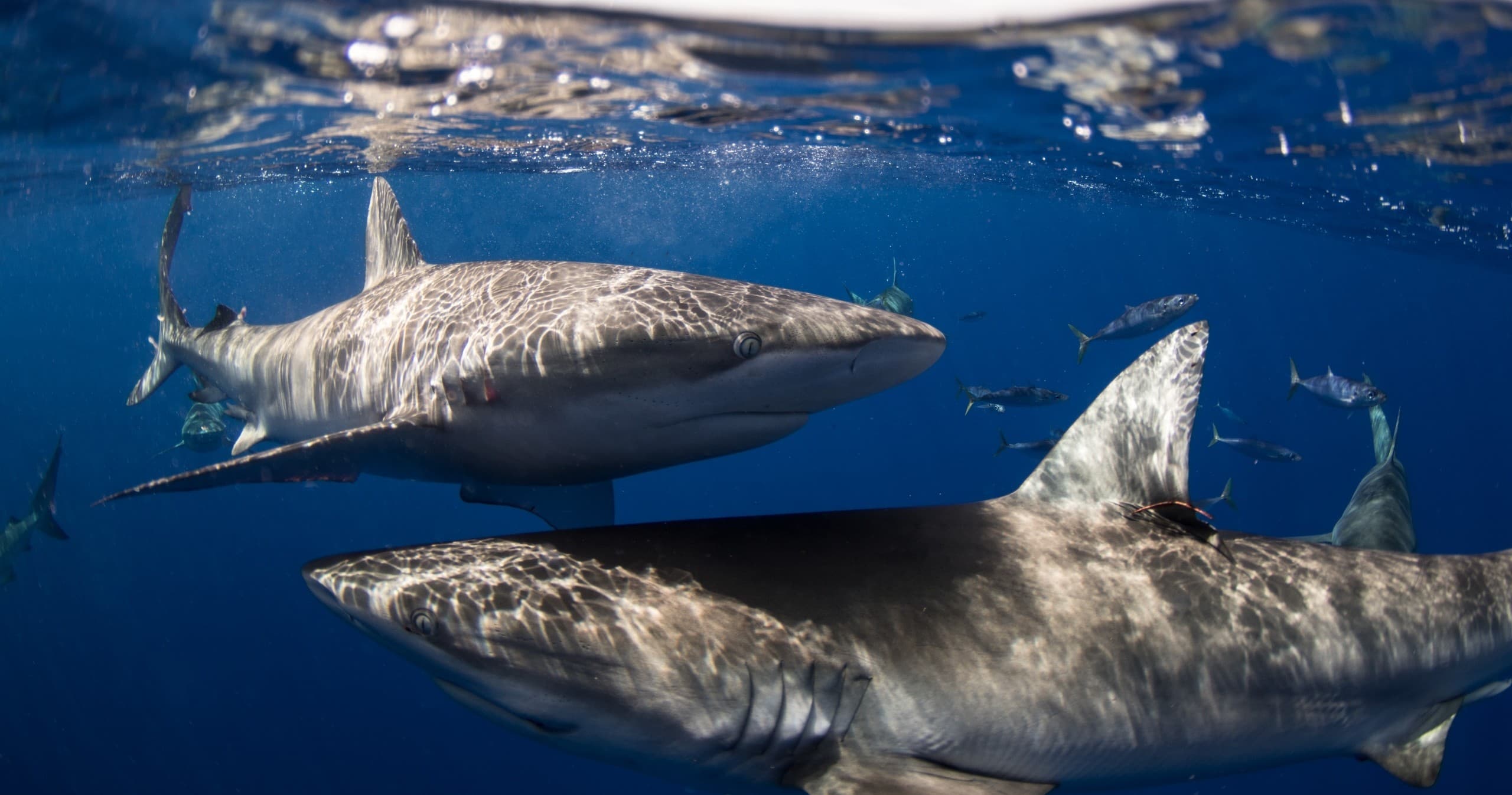 Open Water Shark Dive