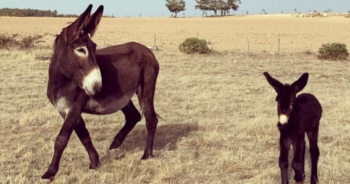 Miranda Donkey Farm Experience