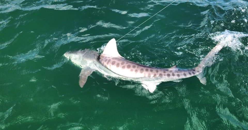 4 Hour Combo Nearshore & Shelling
