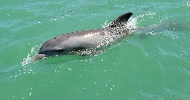 Dolphin Tours