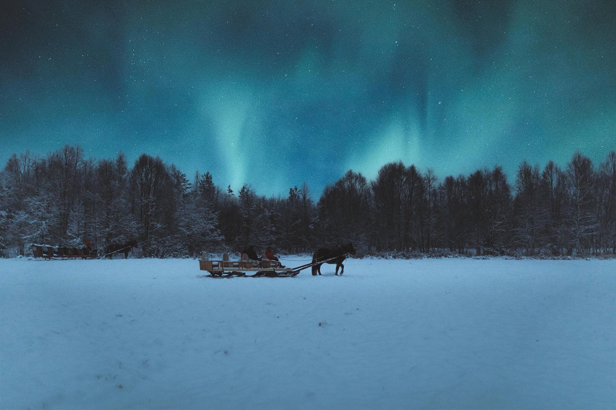Horse Sleigh Ride under the Night Sky