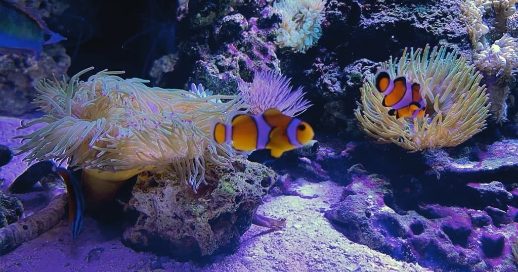 Aquarium General Admission