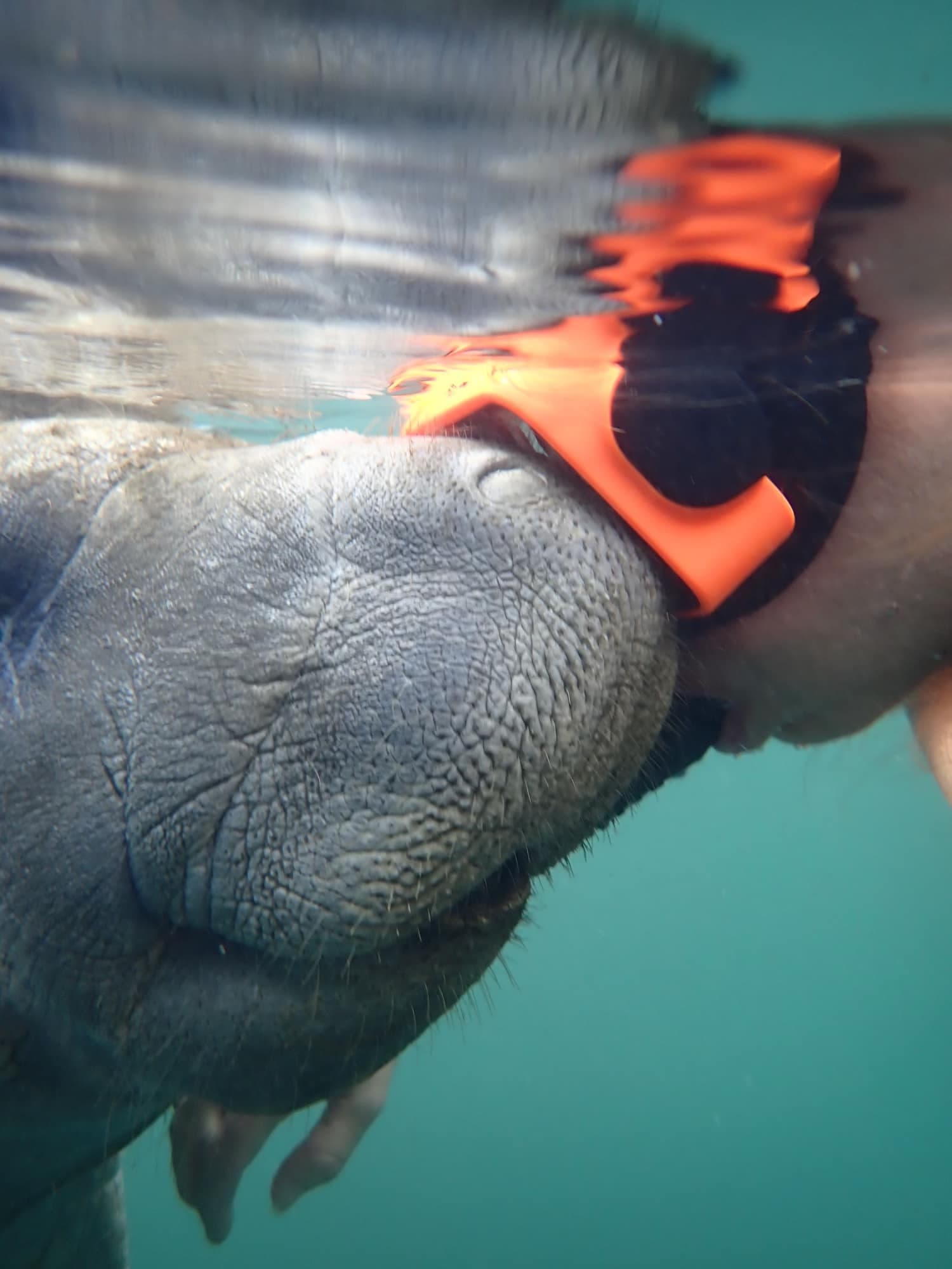 💘 Lonely Manatees 3 Hour Meet and Greet!