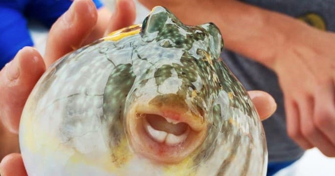 Sea Life Encounter Excursion