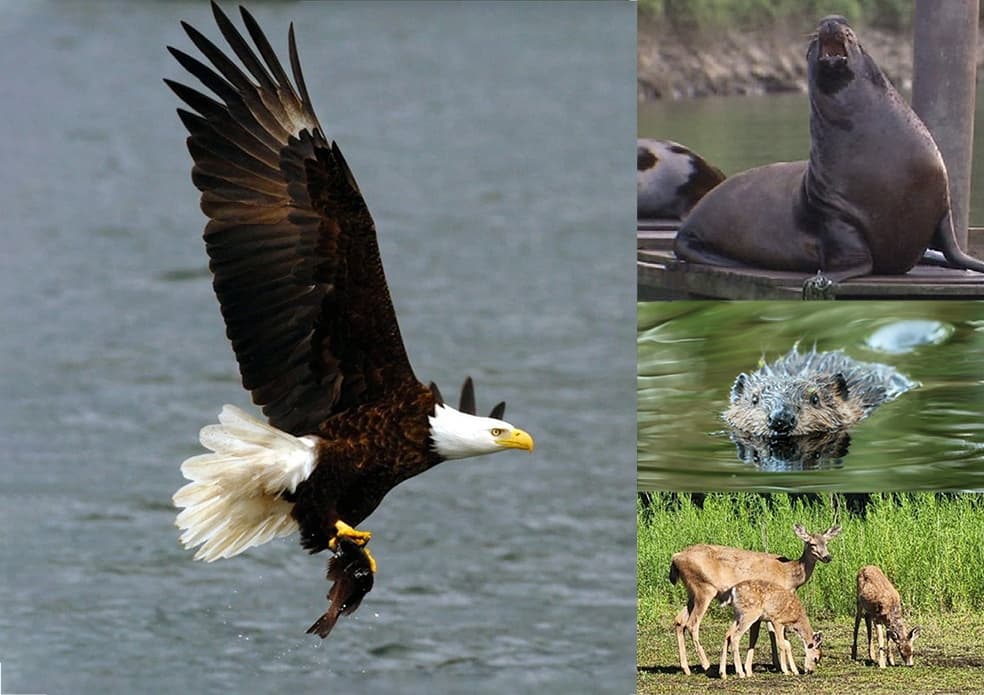 Wildlife and Nature Tour