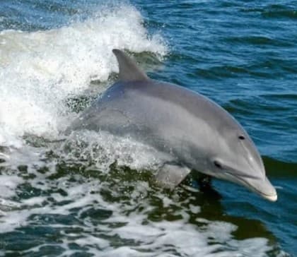 Private Dolphin/Eco Cruise