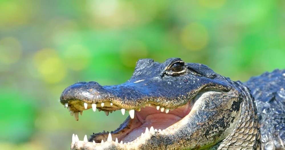 Everglades Airboat Adventure & Free Bike Rental