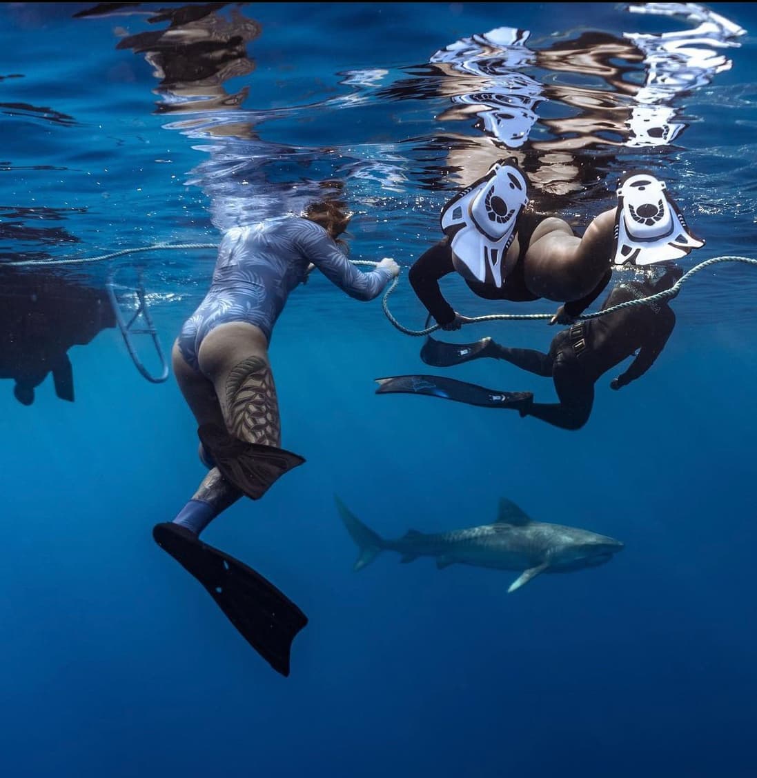 Pelagic (Cageless) Shark Dive