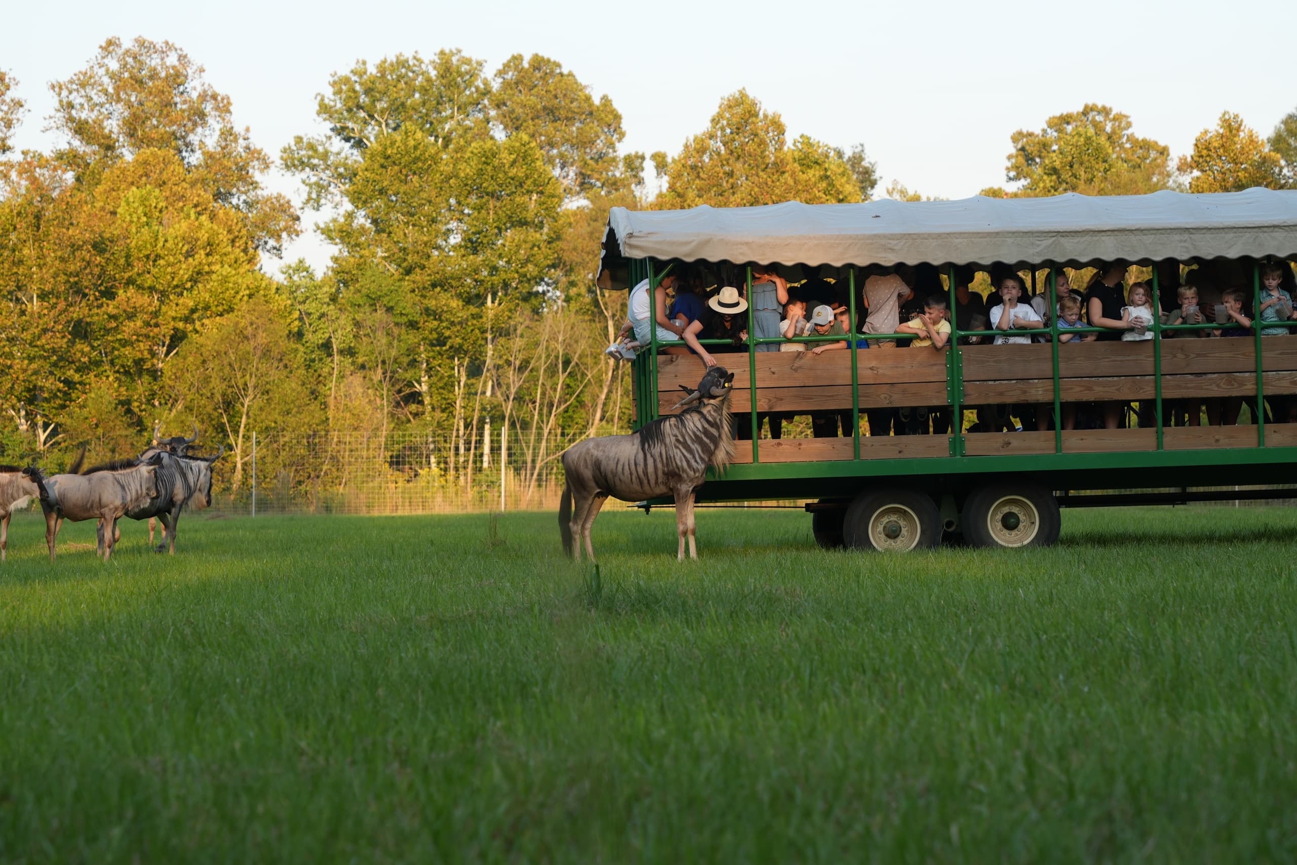 Safari Wagon Experience