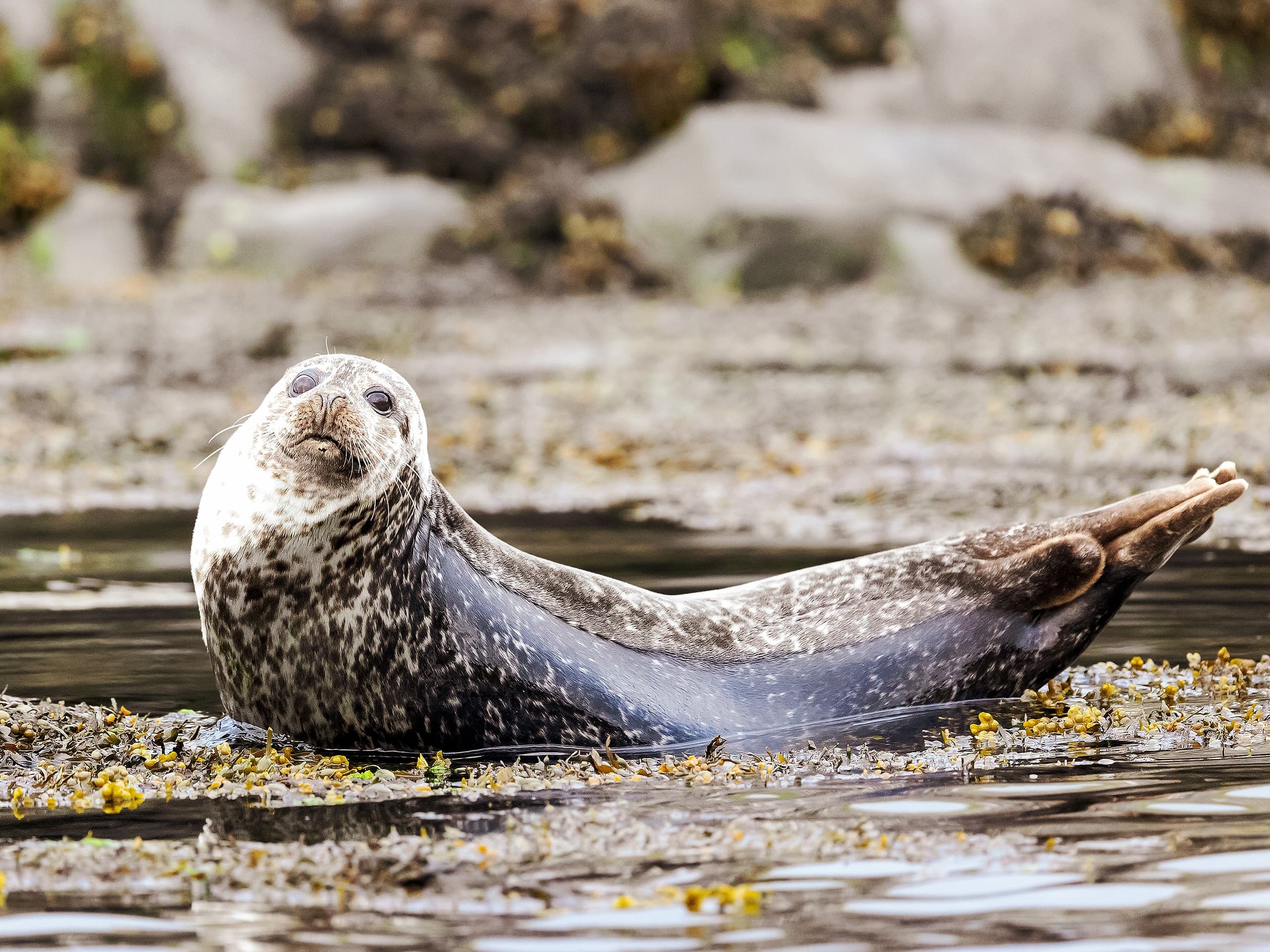 Wildlife & Corryvreckan Trip