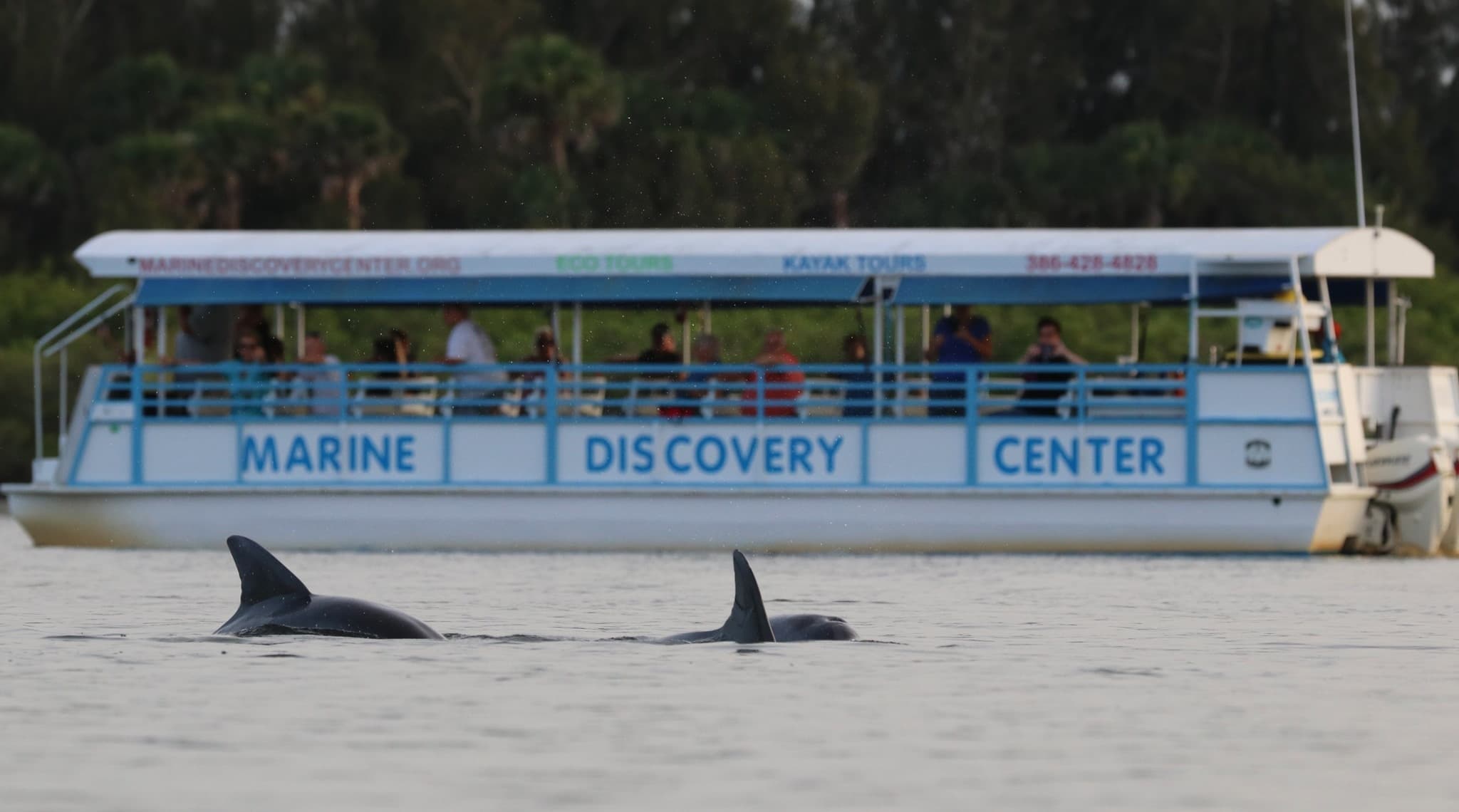 Morning Dolphin Discovery Tour