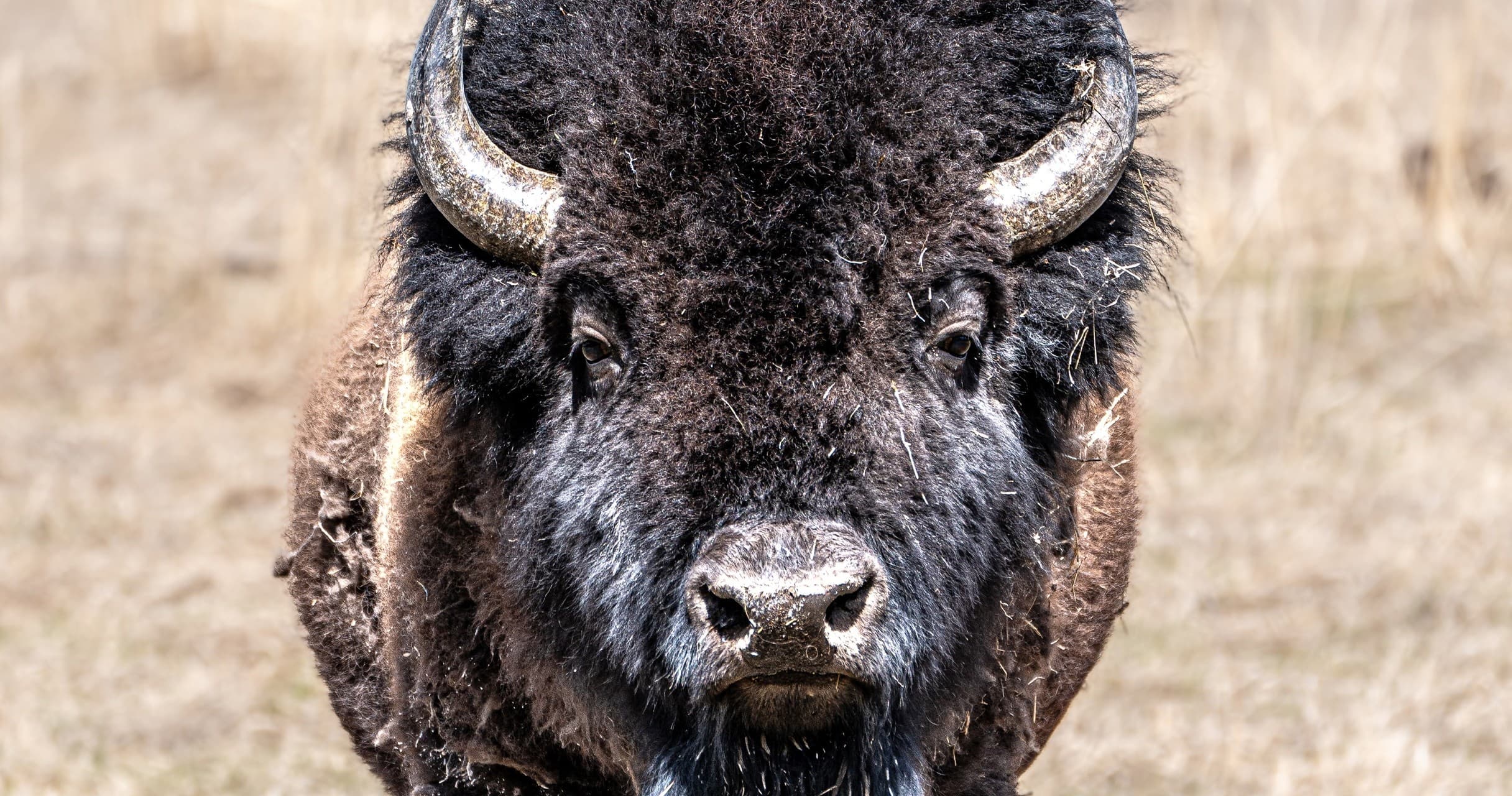 Big Sky Wildlife Safari | West - Private Tour