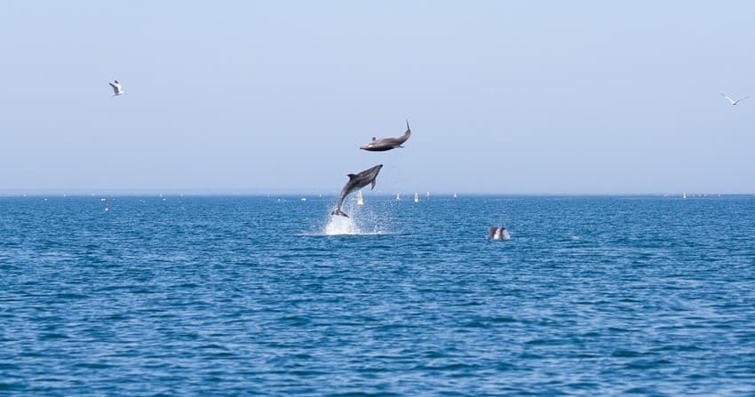 Dolphin Watching