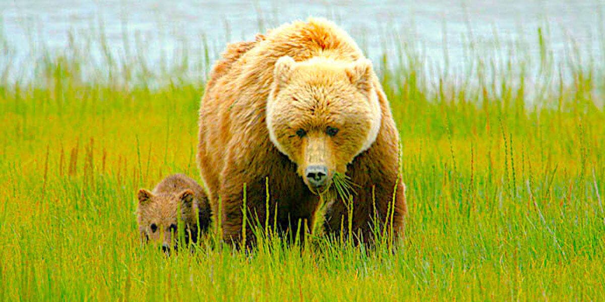 Alaska Bear Viewing Experience