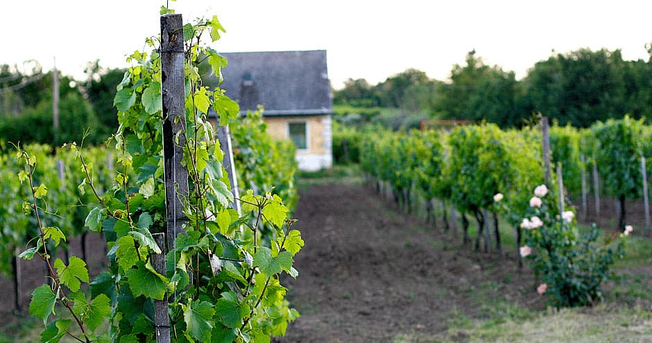 Vienna To Budapest — Wine Transfer Tour