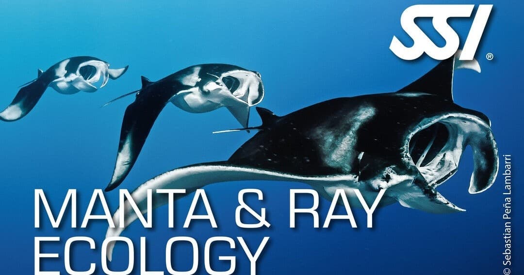 SSI Manta & Ray Ecology Kurs