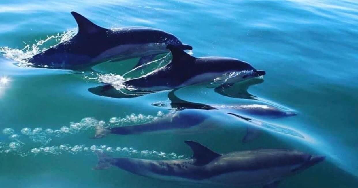 Offshore Islands & Dolphin Voyage