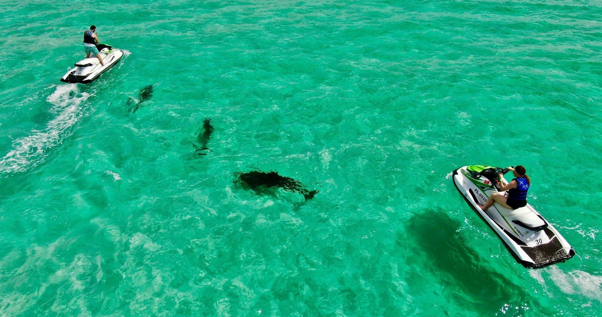 Guided Wildlife Jet Ski Tour