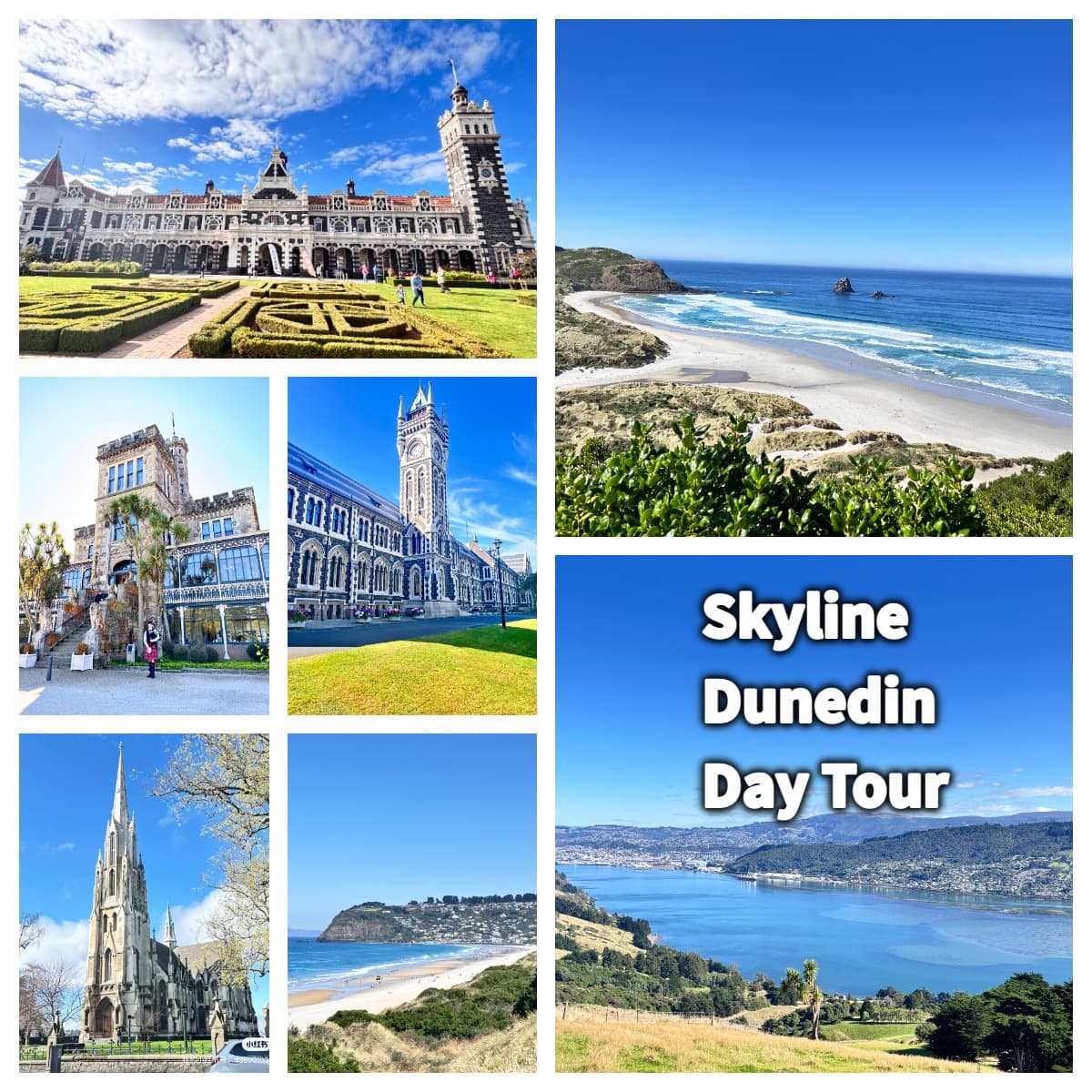 Private Dunedin & Otago Peninsula Day Tour  Route B (up to 4 )