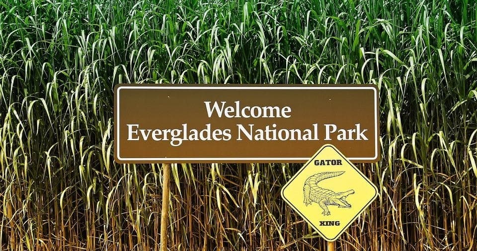 THE EVERGLADES IMMERSION