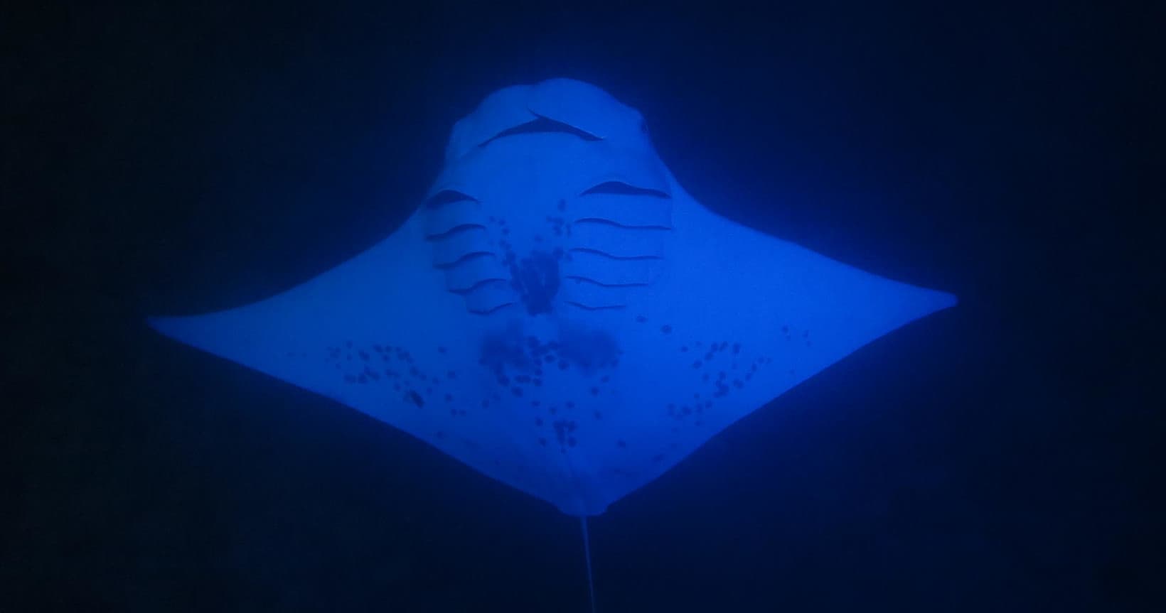 Manta Magic