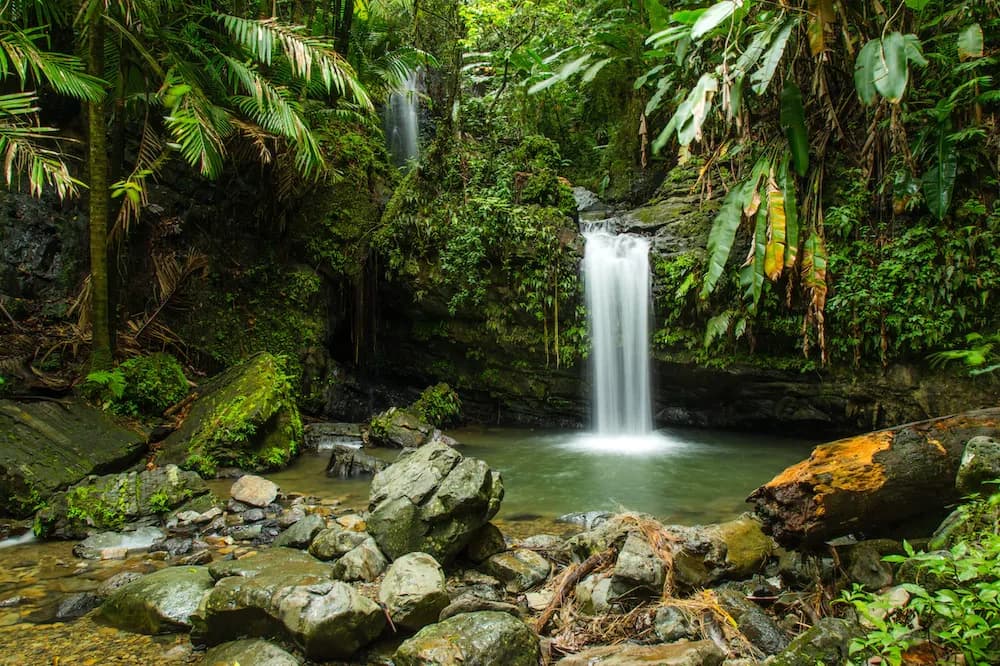 Full Day Rainforest tour