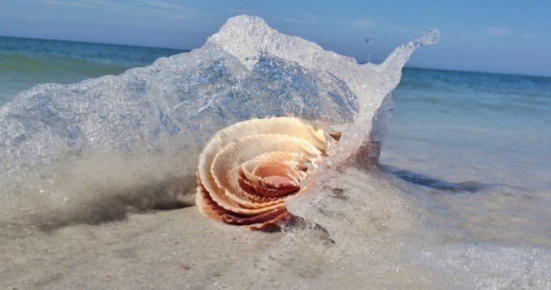 Shelling & Lunch @ Cabbage Key Restaurant