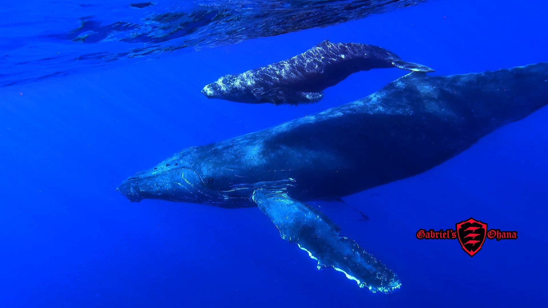 Whale Watch by Kayak