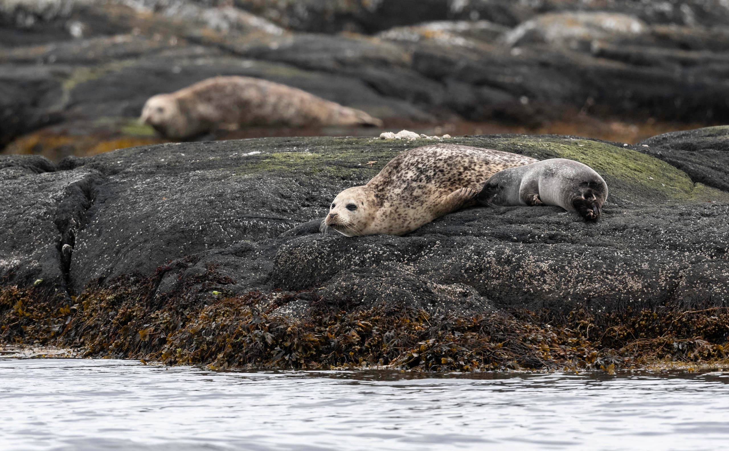 Wildlife Tour