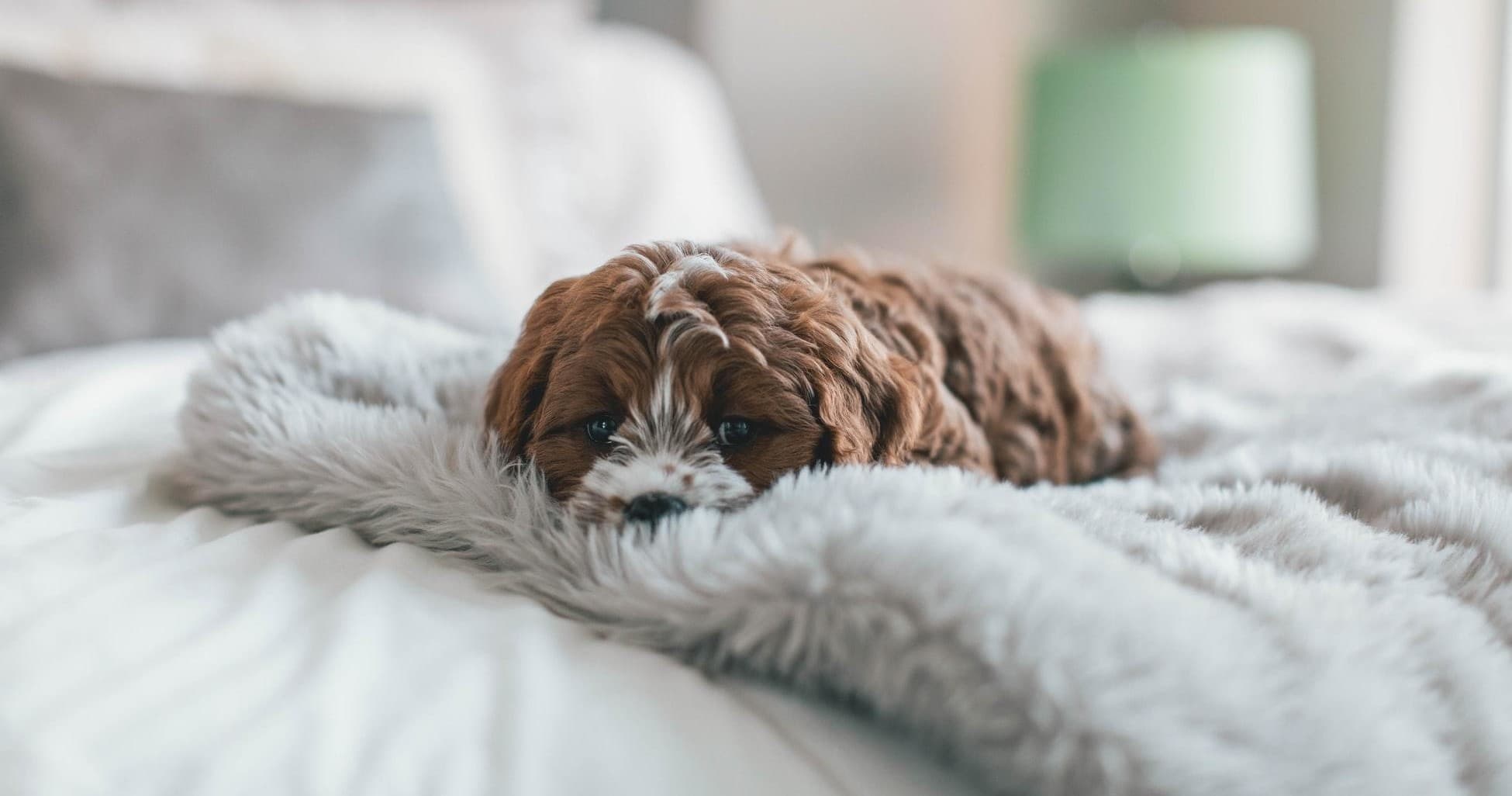 Dog Hotel